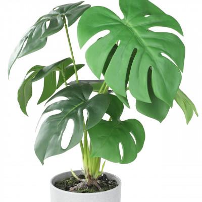 Plantas TOBETSU Plantas TOBETSU