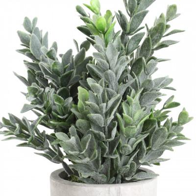 Plantas CHITOSE Plantas CHITOSE