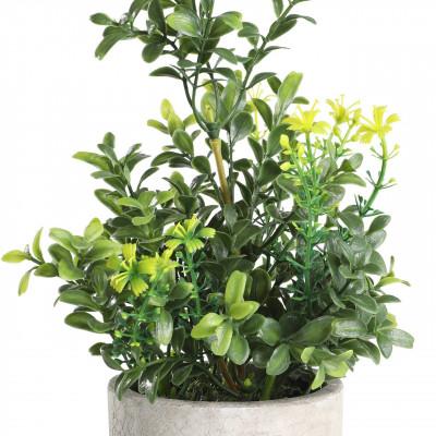 Plantas CHITOSE Plantas CHITOSE