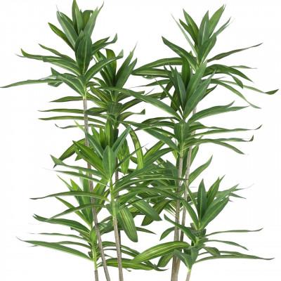 Plantas YUBETSU Plantas YUBETSU